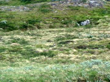Fjallen 2006 - 27